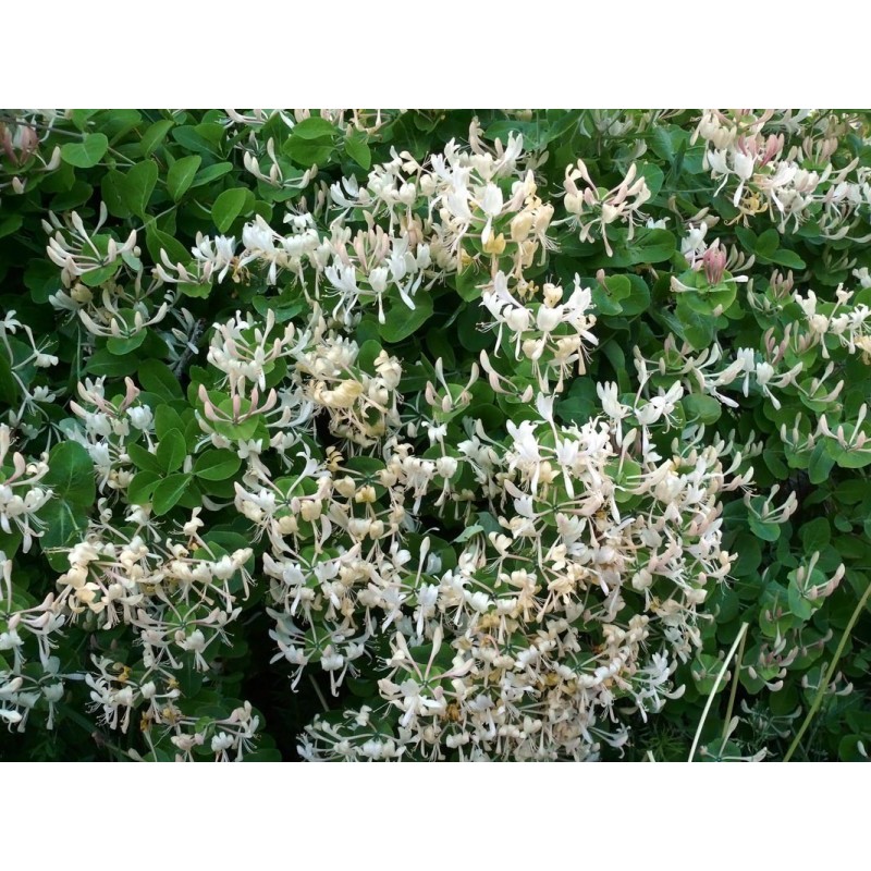 Price: €1.95 - Italian woodbine seeds (Lonicera caprifolium) - Seeds Gallery