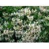 Price: €1.95 - Italian woodbine seeds (Lonicera caprifolium) - Seeds Gallery