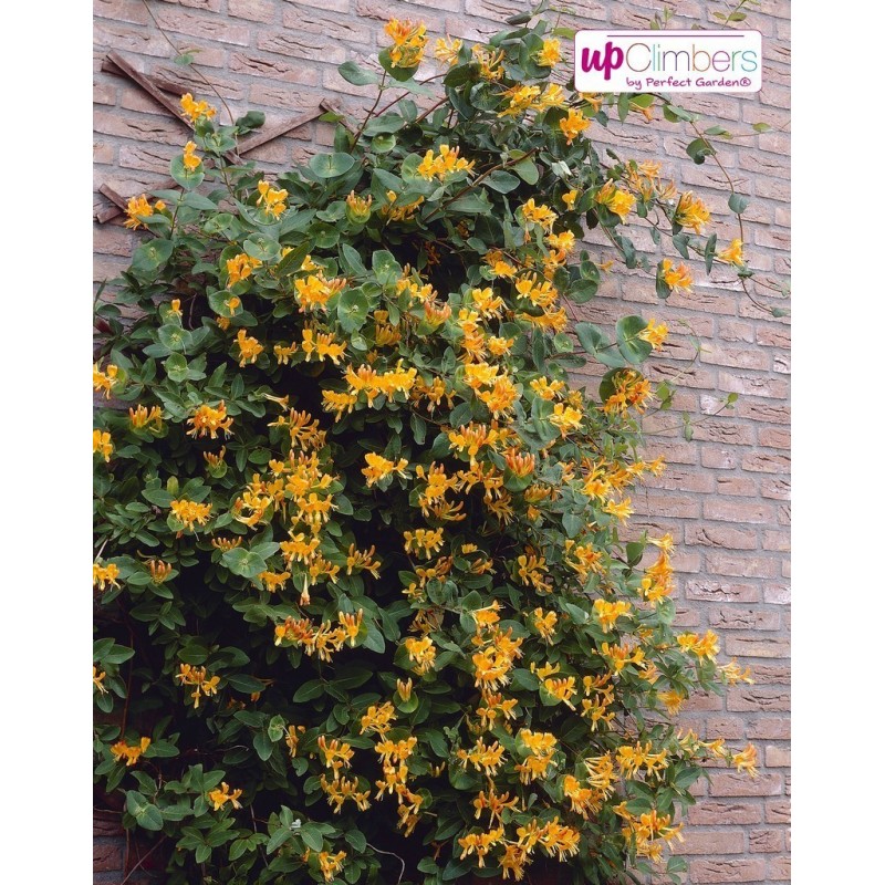 Price: €1.95 - Italian woodbine seeds (Lonicera caprifolium) - Seeds Gallery