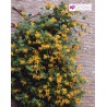 Price: €1.95 - Italian woodbine seeds (Lonicera caprifolium) - Seeds Gallery