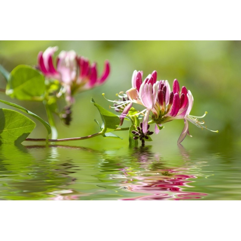 Price: €1.95 - Italian woodbine seeds (Lonicera caprifolium) - Seeds Gallery