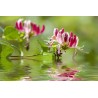 Price: €1.95 - Italian woodbine seeds (Lonicera caprifolium) - Seeds Gallery