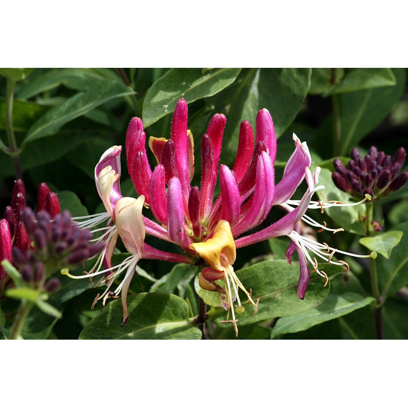 Price: €1.95 - Italian woodbine seeds (Lonicera caprifolium) - Seeds Gallery