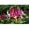 Price: €1.95 - Italian woodbine seeds (Lonicera caprifolium) - Seeds Gallery