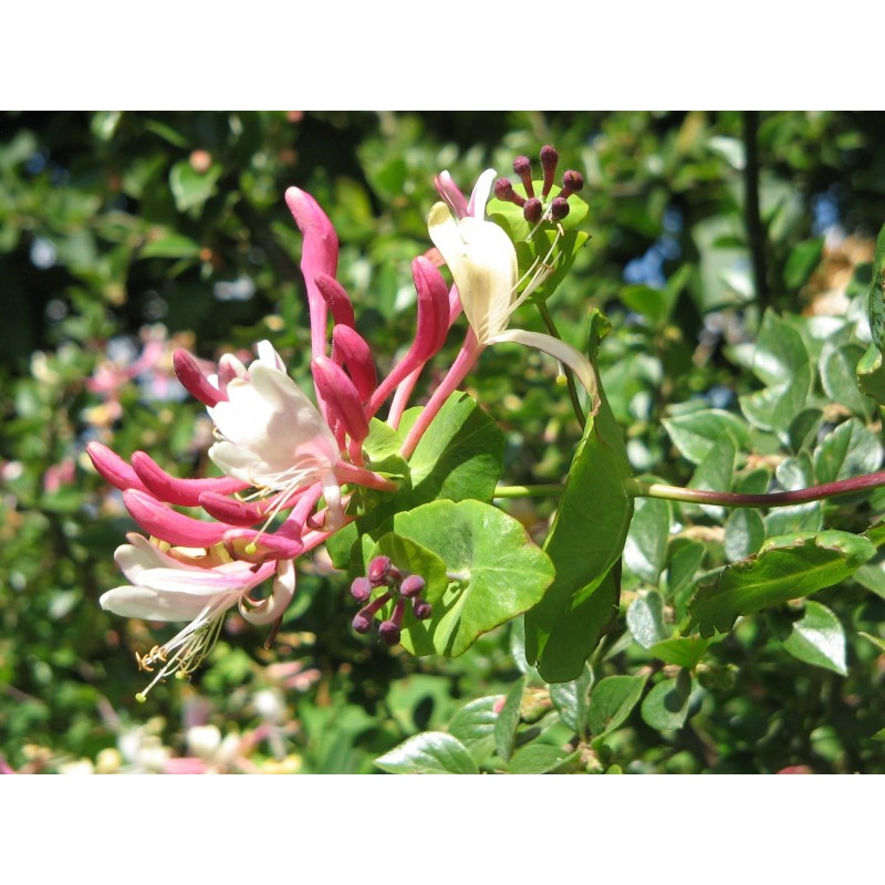 Price: €1.95 - Italian woodbine seeds (Lonicera caprifolium) - Seeds Gallery