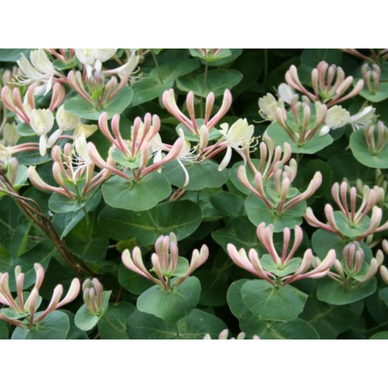 Price: €1.95 - Italian woodbine seeds (Lonicera caprifolium) - Seeds Gallery