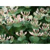 Price: €1.95 - Italian woodbine seeds (Lonicera caprifolium) - Seeds Gallery