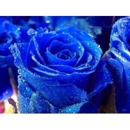 Blue Rose Flower Seeds - 293.223938