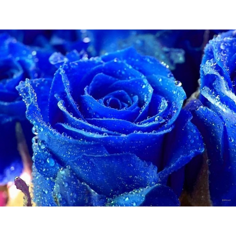 Sementes de Rosa Azul - Raras - Exóticas