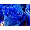 Blue Rose Flower Seeds