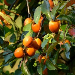 Sementes de American persimmon (Diospyros virginiana) 3.5 - 3