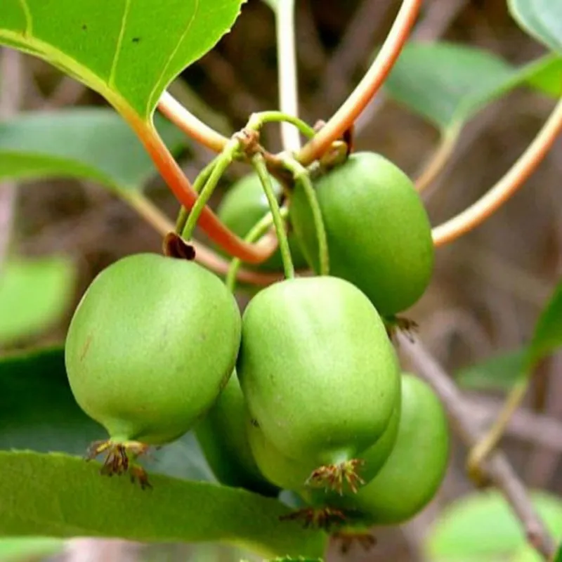 Semillas de Kiwi Hardy -34C (actinidia arguta)