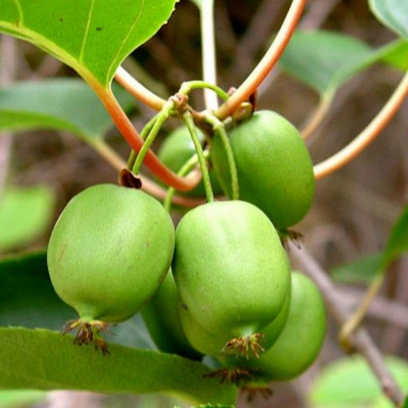 Price: €1.5 - Σπόροι μίνι ακτινίδιο -34C (Actinidia arguta) - 