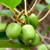 Semillas de Kiwi Hardy -34C (actinidia arguta)