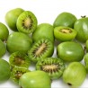Price: €1.5 - Σπόροι μίνι ακτινίδιο -34C (Actinidia arguta) - 