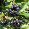Semillas de Aronia melanocarpa (chokeberry)