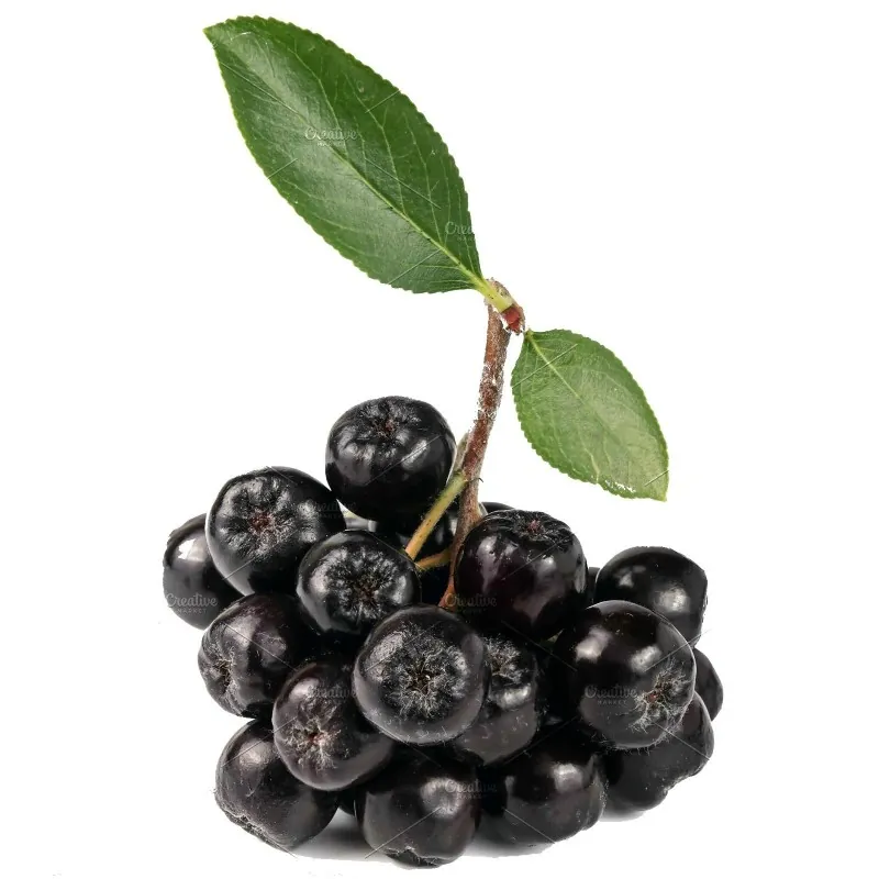 Semillas de Aronia melanocarpa (chokeberry)