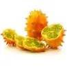 Sementes de pepino-africano, Kiwano (Cucumis metuliferus)