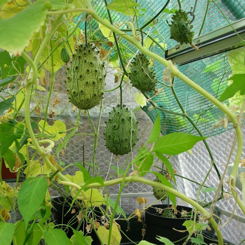 Price: €2 - Σπόροι Kiwano - Αγγλική Ντομάτα (Cucumis metuliferus) - Seeds Gallery