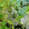 Sementes de pepino-africano, Kiwano (Cucumis metuliferus)
