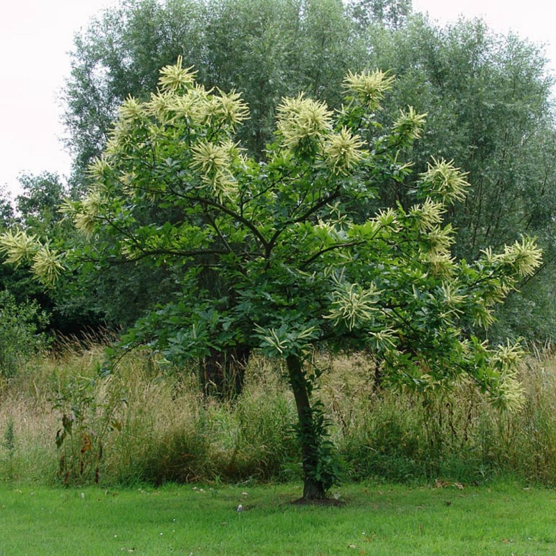 Price: €2.5 - Graines de Châtaignier (Castanea sativa) - 