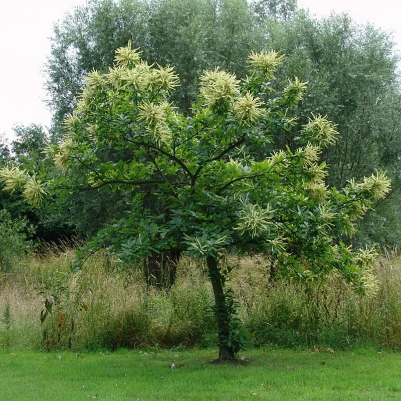 Σπόροι Γλυκό κάστανο - Marron (Castanea sativa)