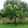 Price: €2.5 - Graines de Châtaignier (Castanea sativa) - 