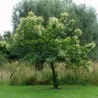 Σπόροι Γλυκό κάστανο - Marron (Castanea sativa)