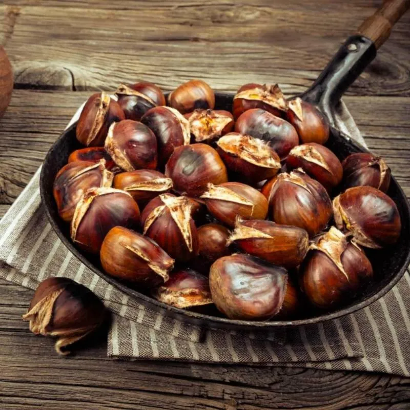 Σπόροι Γλυκό κάστανο - Marron (Castanea sativa)