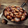 Price: €2.5 - Graines de Châtaignier (Castanea sativa) - 