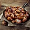 Σπόροι Γλυκό κάστανο - Marron (Castanea sativa)
