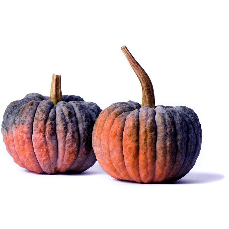 Price: €2.35 - FUTSU BLACK Japanische Kürbis Samen - Bio - Seeds Gallery