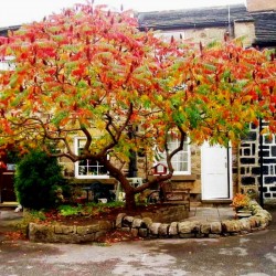 Kiseli ruj seme (Rhus typhina)  - 1