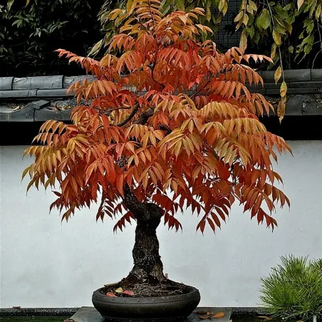 Sementes de Rhus typhina