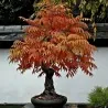 Essigbaum, Hirschkolbensumach Samen (Rhus typhina)