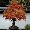 Kiseli ruj seme (Rhus typhina) | 1,75 €