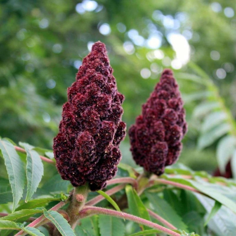 Kiseli ruj seme (Rhus typhina) | 1,75 €