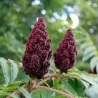 Essigbaum, Hirschkolbensumach Samen (Rhus typhina)