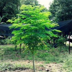 Meerrettichbaum Wunderbaum Samen Moringa oleifera  - 5