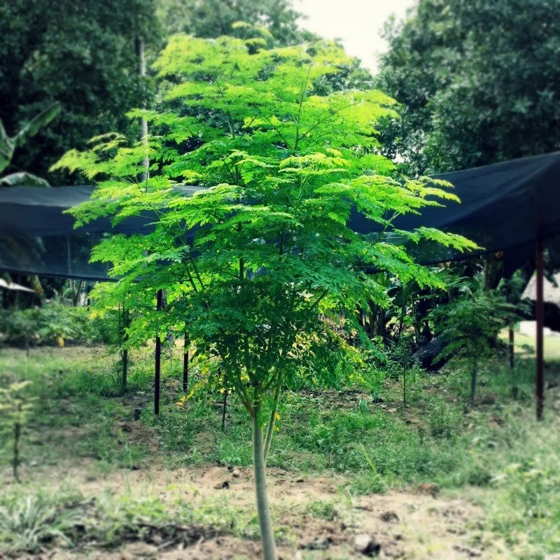 Meerrettichbaum Wunderbaum Samen Moringa oleifera