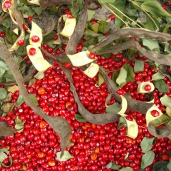 Red Lucky Seed - Red sandalwood Seeds (Adenanthera pavonina)  - 3