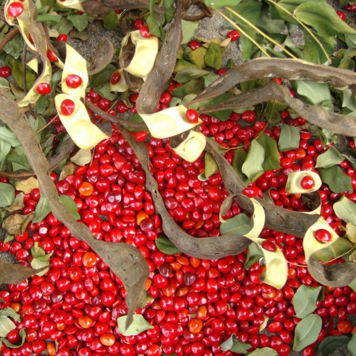 Red Lucky Seed - Red sandalwood Seeds (Adenanthera pavonina) - 2.295