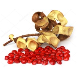 Red Lucky Seed - Red sandalwood Seeds (Adenanthera pavonina) - 2.295