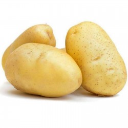 Price: €1.95 - Graines de pommes de terre blanches KENNEBEC - Seeds Gallery