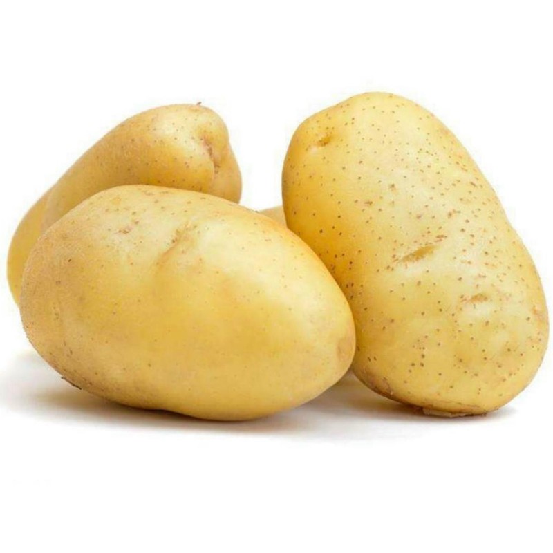 White Skin - White Flesh KENNEBEC Potato Seeds  - 4