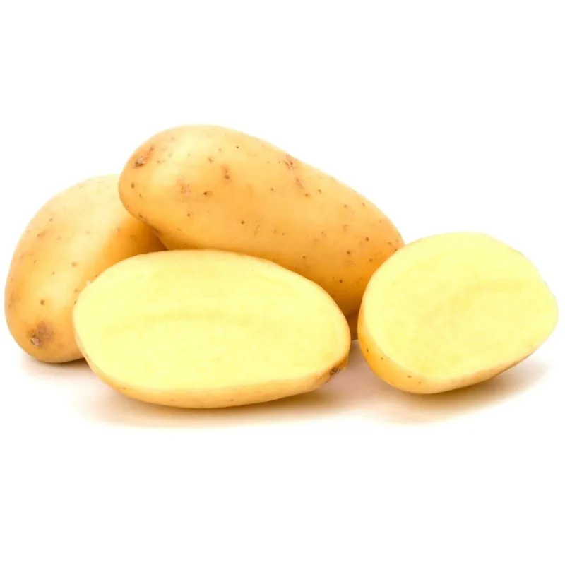 Weisse kartoffeln samen KENNEBEC