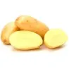 Vita Potatis Frön KENNEBEC