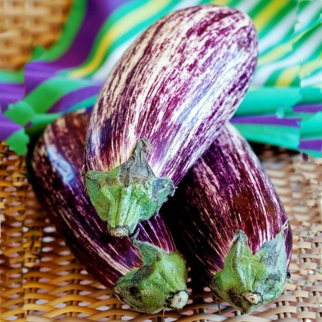 Price: €1.75 - Greek Eggplant Seeds TSAKONIKI - Seeds Gallery