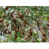 Tamarindenbaum Samen (Tamarindus indica)