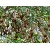 Tamarindenbaum Samen (Tamarindus indica)